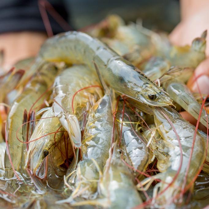 蝦子新鮮度怎麼看？帶你認識蝦子11大種類與食用注意事項